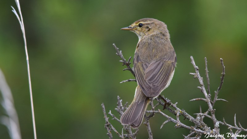 Pouillot véloce_.jpg